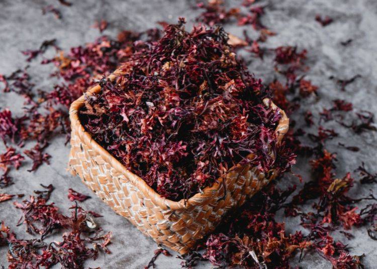 Discover Sea Moss: The Ocean's Multivitamin