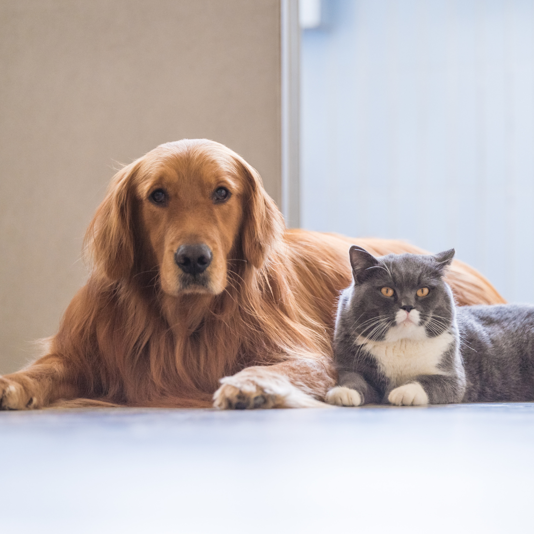Pet Treats | Simply Supplements