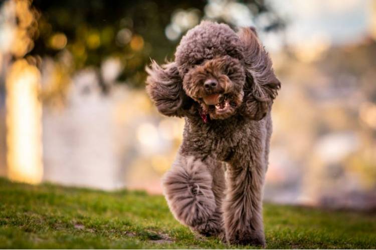 I benefici della glucosamina per i cani