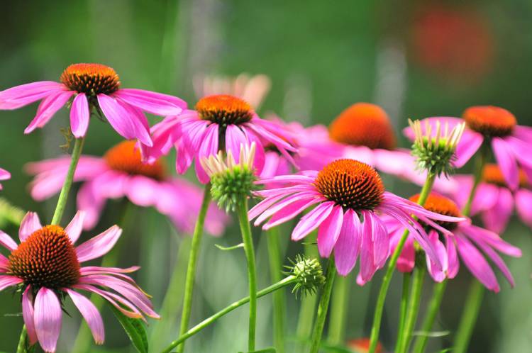 I benefici dell'Echinacea