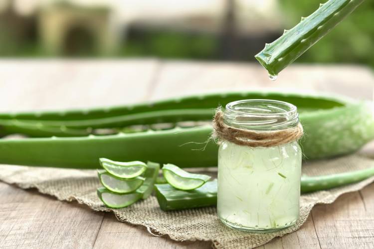 L'Aloe vera e le sue molteplici proprietà