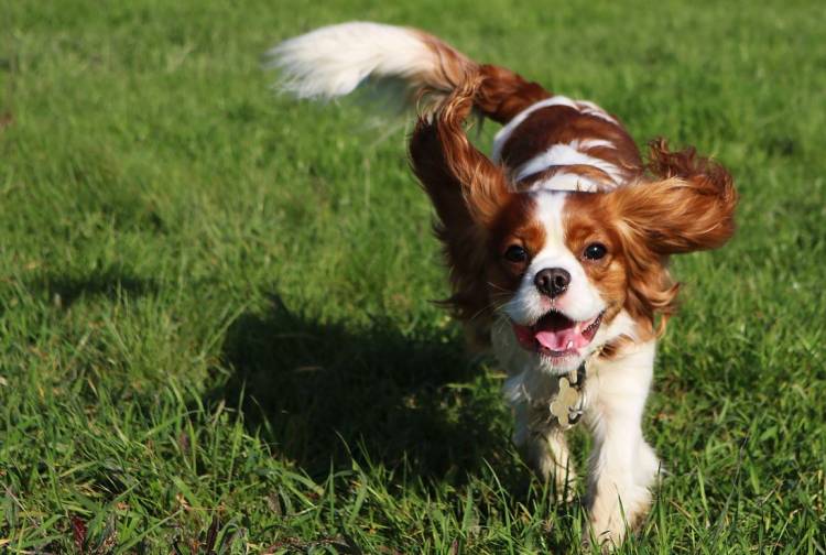 Olio di fegato di merluzzo per cani