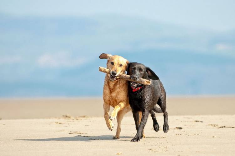 I migliori integratori per le articolazioni dei cani