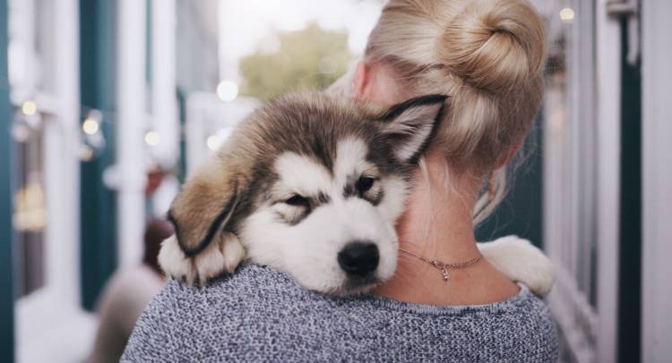 Come prepararsi per l'arrivo di un cucciolo?