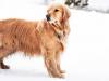 Disturbi cutanei canini: sintomi e rimedi