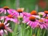 I benefici dell'Echinacea